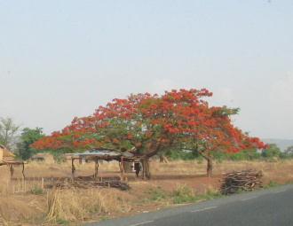 01 Flamboyant